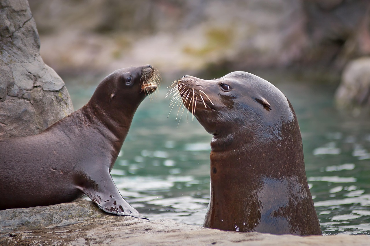 Marine Life: Incredible Ocean Animals Guide