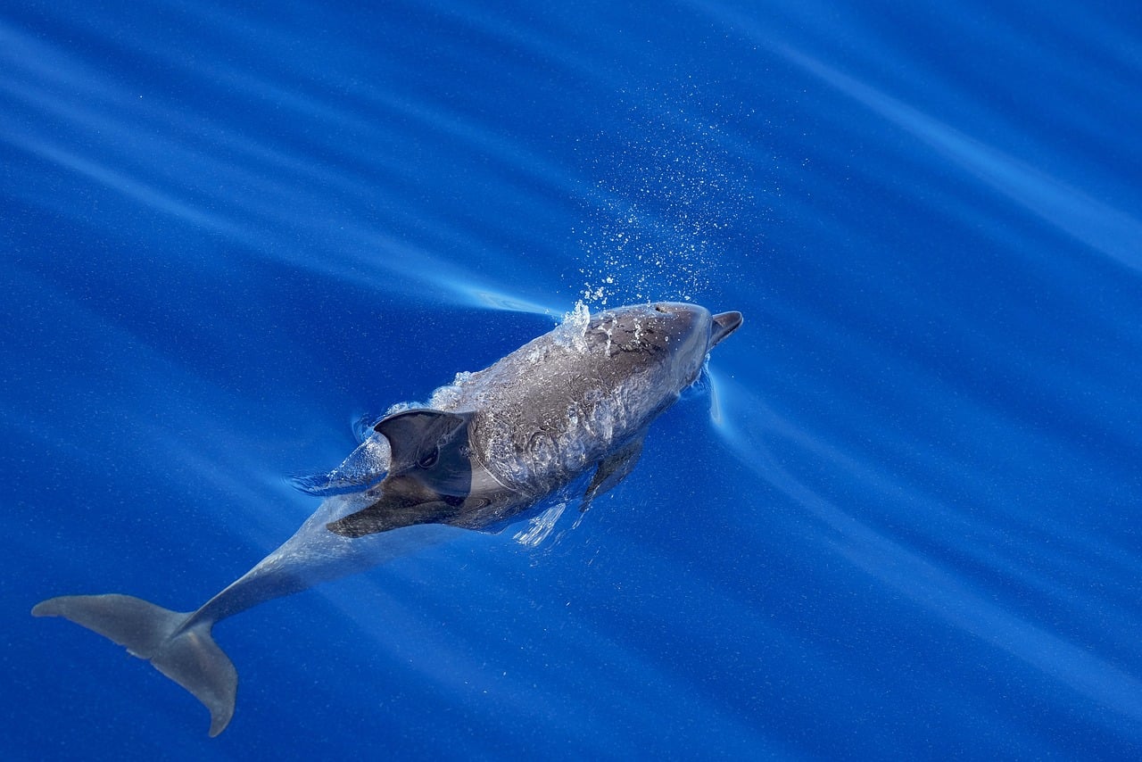 Marine Life: Explore Ocean Animals