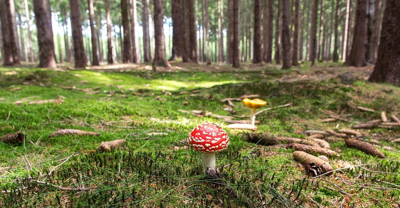 Fly Agaric