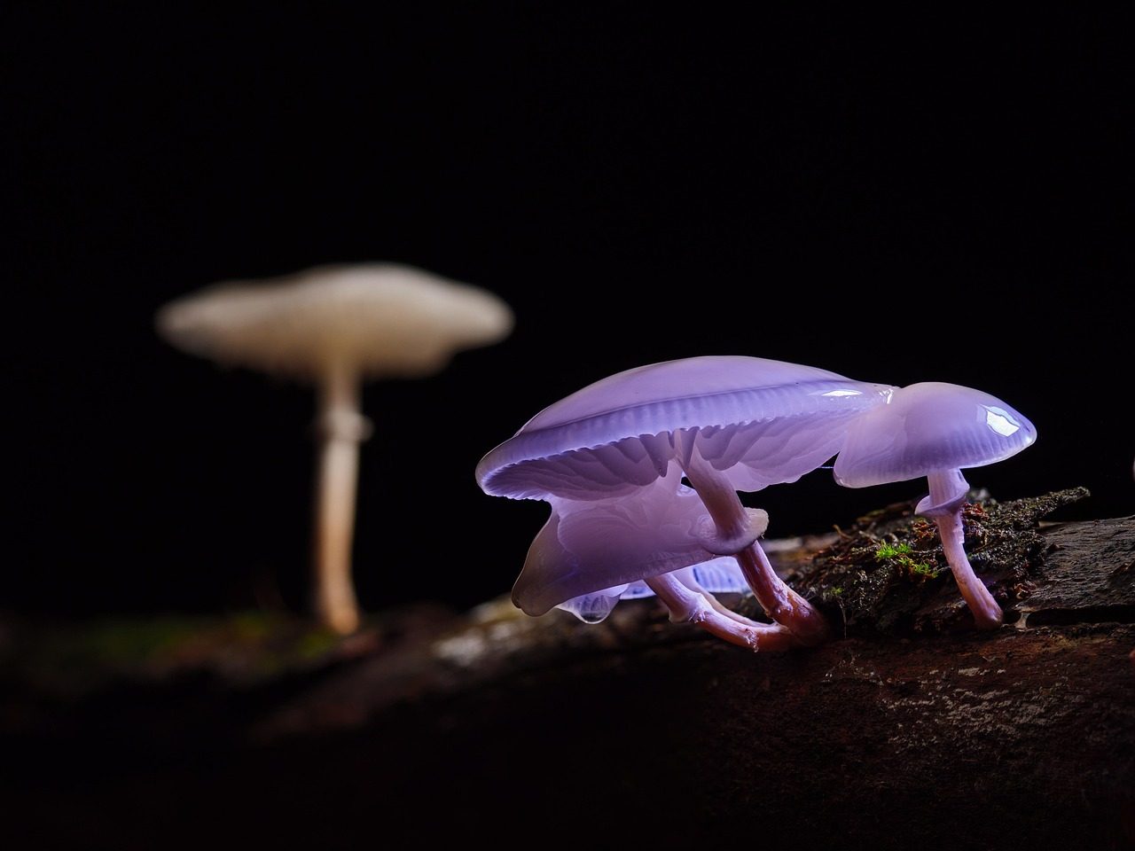 Psilocybe cubensis in the Wild